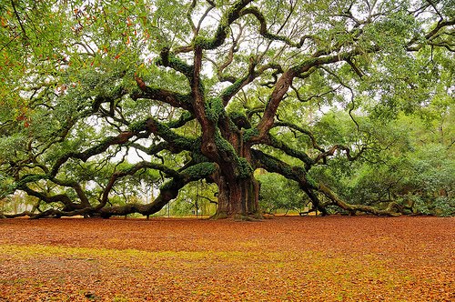 life tree
